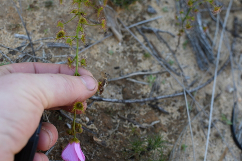 Drosera neesii (Drosera neesii)