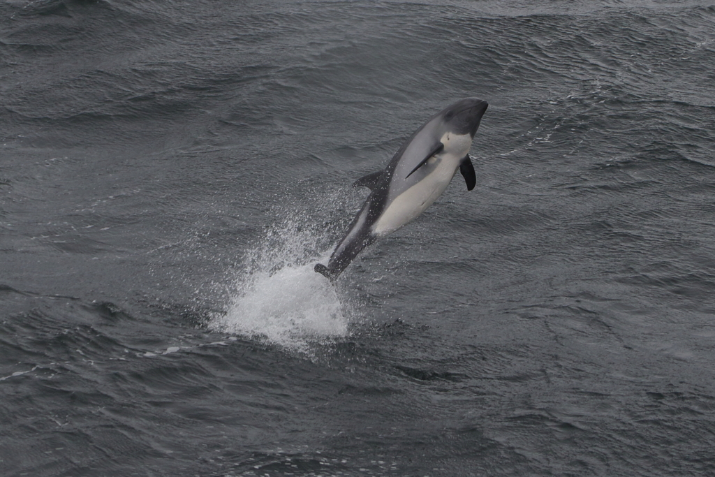 Peale's dolphin leaping clear of grey water, showing a white belly and dark back