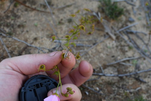 Image of Drosera neesii by (c) Em Lamond, some rights reserved (CC BY)