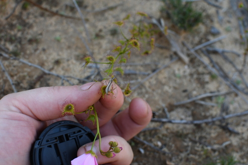 Image of Drosera neesii by (c) Em Lamond, some rights reserved (CC BY)