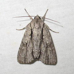 Acronicta texana