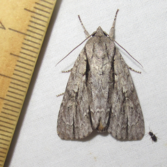Acronicta texana
