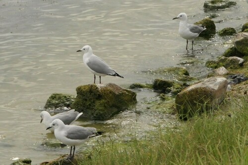 Hartlaub’s Gull｜哈特劳布鸥 参考照片