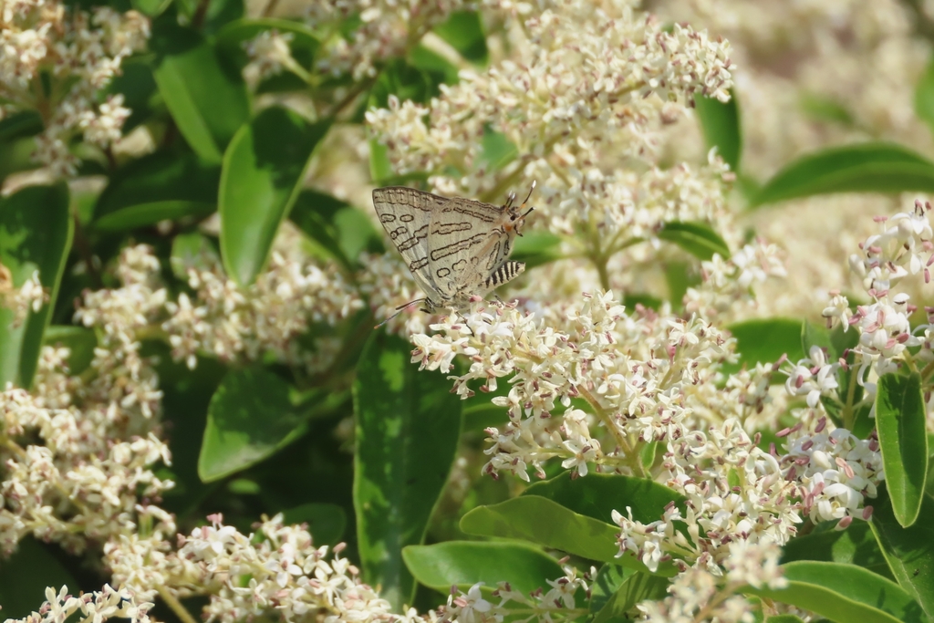 Silver-grey Silverline