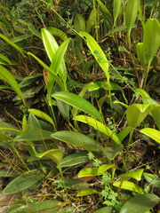 Stelis galeata