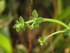 Galium canescens