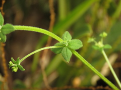 Galium canescens