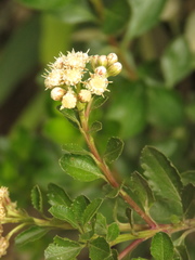 Baccharis rupicola