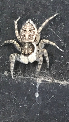 Menemerus semilimbatus