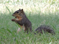 Sciurus niger