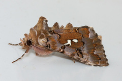 Autographa corusca
