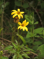 Bidens rubifolia