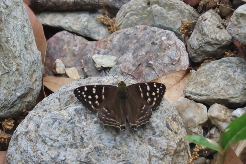 lesser Punch