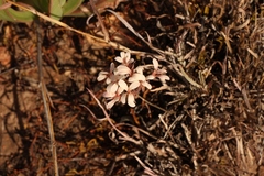 Pelargonium gracillimum