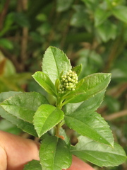 Baccharis prunifolia