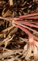 Pelargonium gracillimum