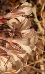 Pelargonium gracillimum