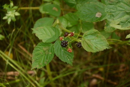 Rubus polonicus
