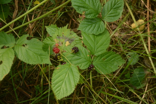 Rubus polonicus, photograph 1