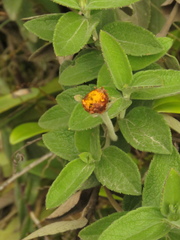 Calea peruviana