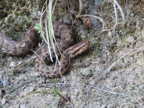Himalayan Pitviper
