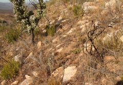 Pelargonium gracillimum