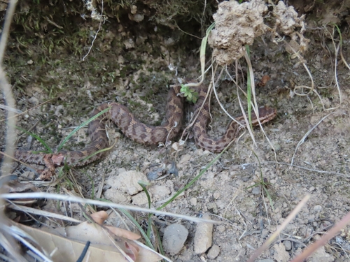 Himalayan Pitviper