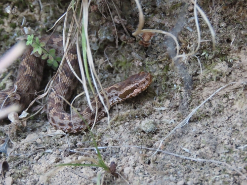 Himalayan Pitviper