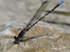 Argia immunda