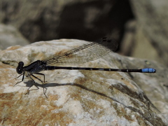 Argia immunda