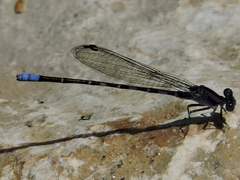 Argia immunda