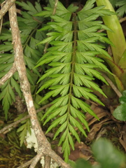 Asplenium praemorsum