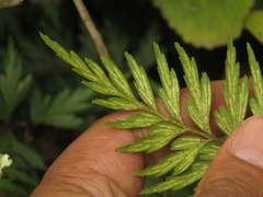 Asplenium praemorsum
