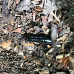 Dendroxena quadrimaculata