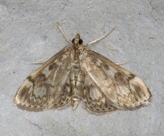 Anania tertialis