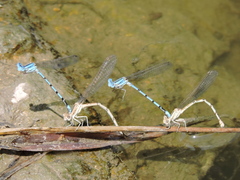 Argia nahuana