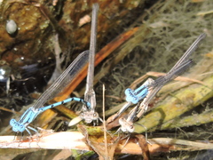 Argia nahuana