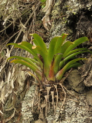 Tillandsia denudata