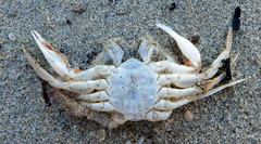 Ovalipes australiensis