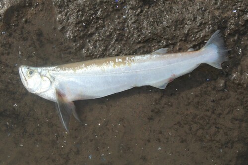 Biara (Rhaphiodon vulpinus) — Cynodontidae — 2
