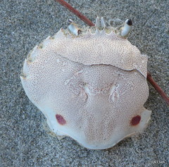 Ovalipes australiensis