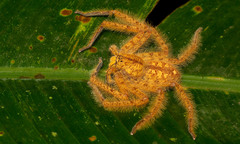 Heteropoda davidbowie