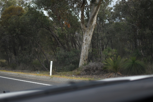 Image of Burrawang (Macrozamia riedlei) by (c) Em Lamond, some rights reserved (CC BY)