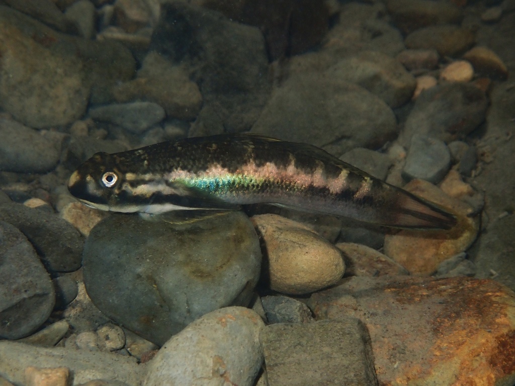 Bichique (Sicyopterus lagocephalus) — Gobiidae