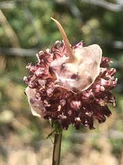 Allium ampeloprasum