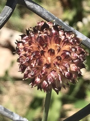 Allium ampeloprasum