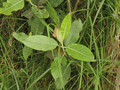 Ageratina asclepiadea
