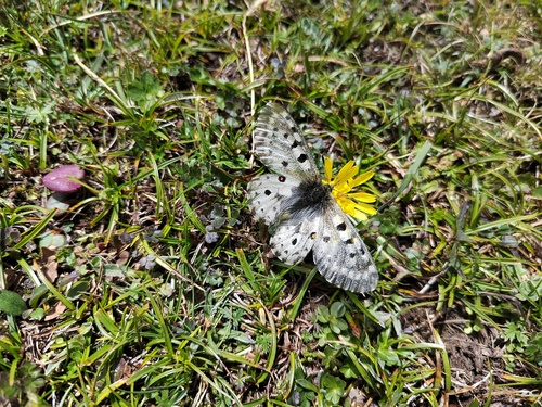 Parnassius mercurius