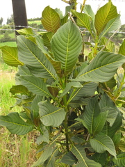 Palicourea lineariflora