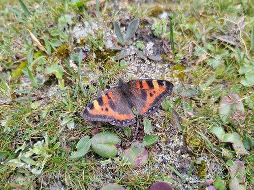 Ladakh Tortoiseshell